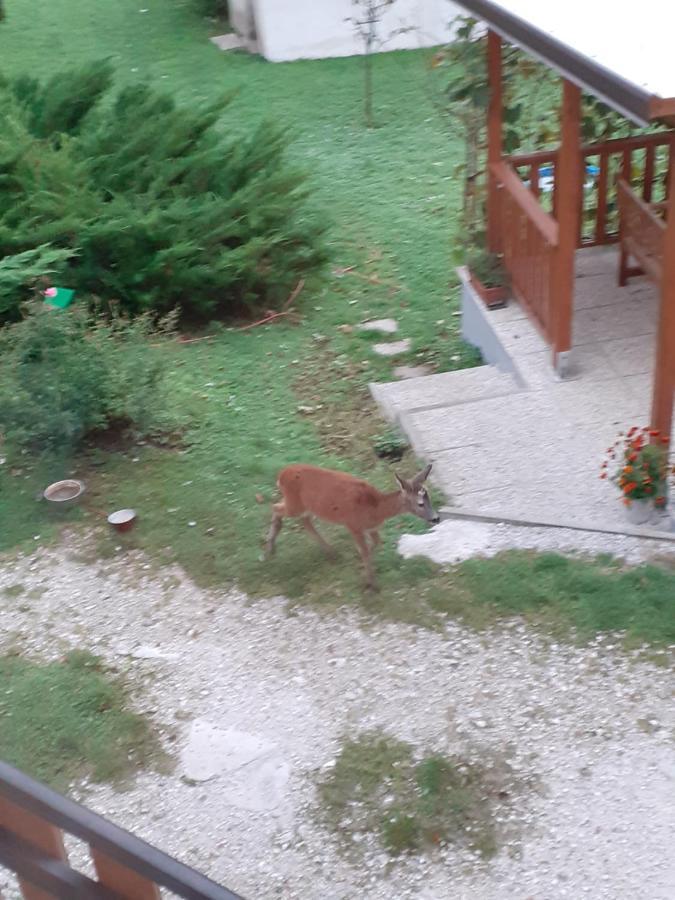 Apartma Ana Ida Srpenica Buitenkant foto